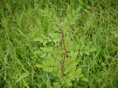 Indigofera astragalina