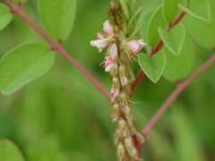 Indigofera astragalina