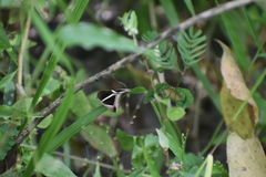 Chalciope mygdon
