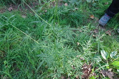 Bidens subalternans