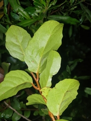 Xylosma maidenii