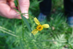 Bidens subalternans