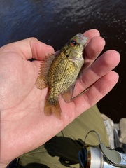 Ambloplites rupestris