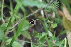 Chalciope mygdon