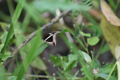 Chalciope mygdon