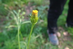 Bidens subalternans