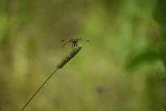 Aethriamanta brevipennis