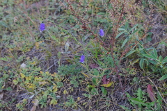 Adenophora stenanthina