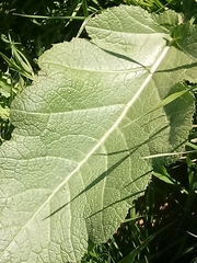 Rhamphospermum nigrum