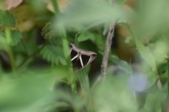 Chalciope mygdon