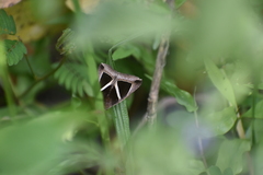 Chalciope mygdon