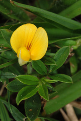 Stylosanthes biflora