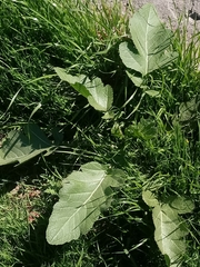 Rhamphospermum nigrum