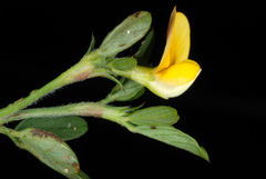 Stylosanthes biflora