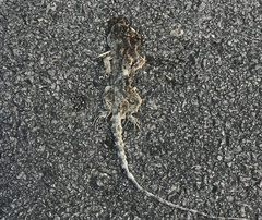 Agamidae