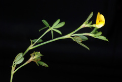 Stylosanthes biflora