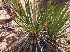 Yucca angustissima