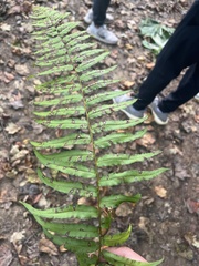 Homalosorus pycnocarpos