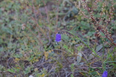 Adenophora stenanthina