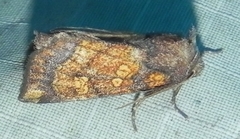 Papaipema impecuniosa