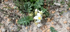 Solanum hoplopetalum