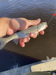 Semotilus corporalis