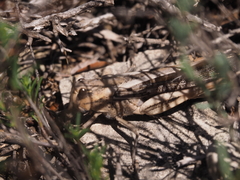 Locusta