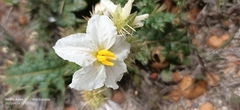Solanum hoplopetalum