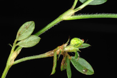 Stylosanthes biflora