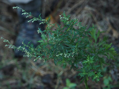 Artemisia indica