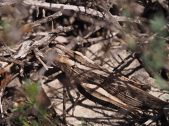 Locusta