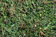 Stylosanthes biflora