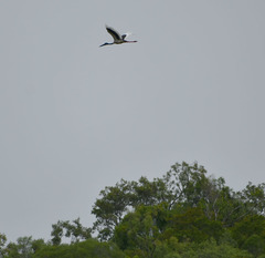 Ephippiorhynchus asiaticus