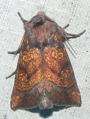 Papaipema impecuniosa