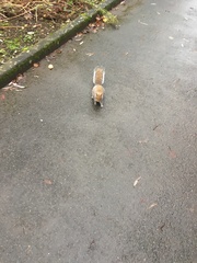 Sciurus carolinensis