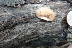 Crepidotus calolepis