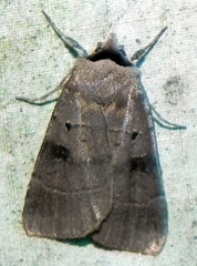 Agnorisma badinodis