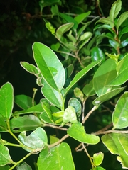 Celtis conferta amblyphylla
