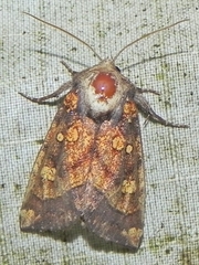 Papaipema impecuniosa