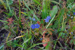 Lomatogonium rotatum
