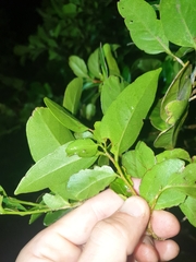 Celtis conferta amblyphylla