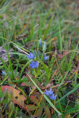 Lomatogonium rotatum