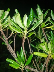 Coprosma prisca