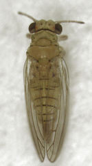 Cryptoneossa triangula