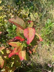 Vaccinioideae