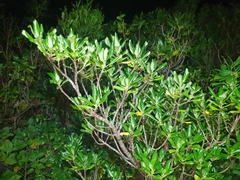 Coprosma prisca