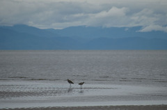 Numenius madagascariensis