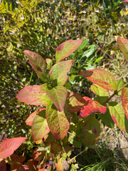 Vaccinioideae
