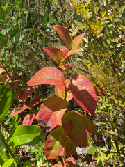 Vaccinioideae