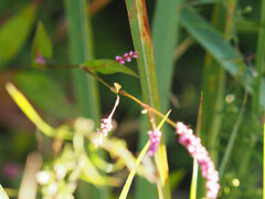 Persicaria longiseta